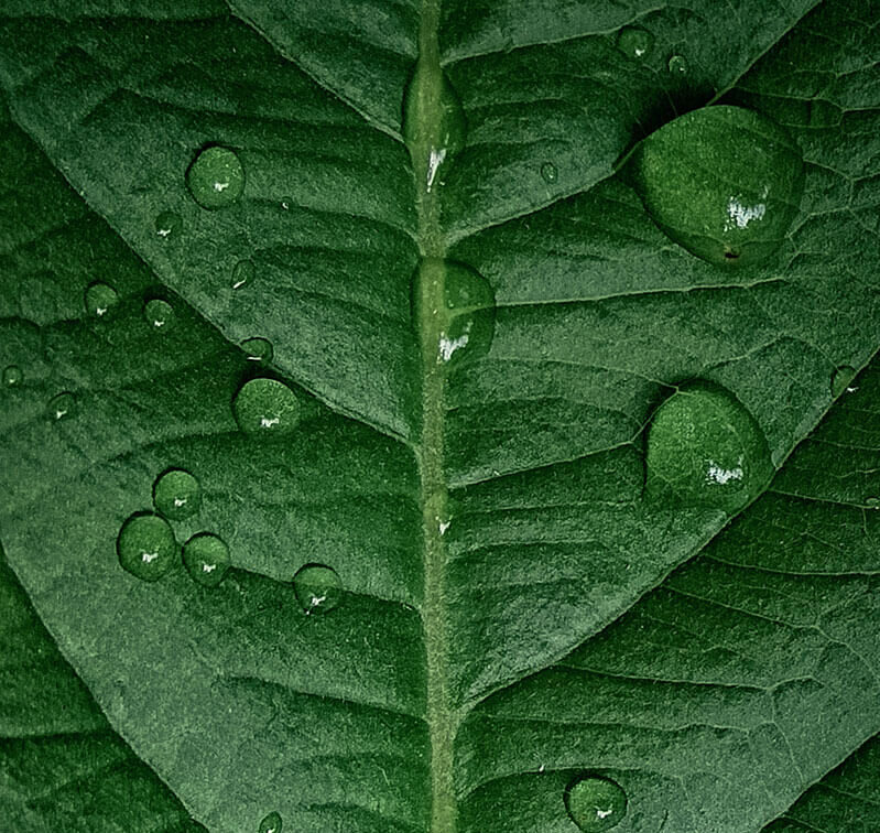Those Natural Things - leaf with water droplets